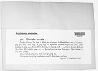 Laccaria laccata image